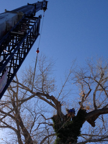 Battle Born Tree Service Image