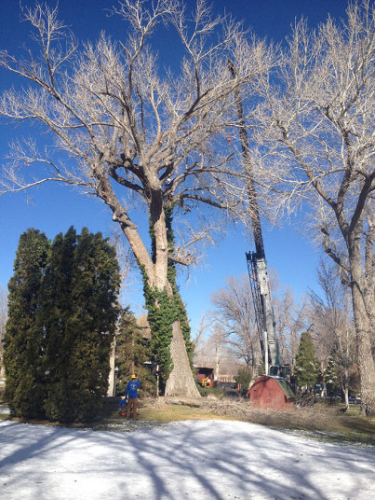 Battle Born Tree Service Image