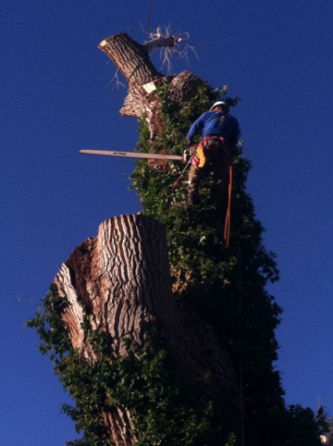 Battle Born Tree Service Image