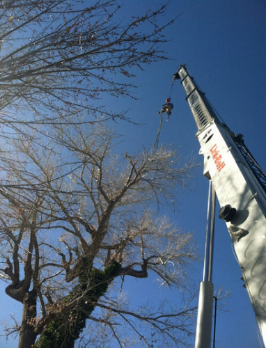 Battle Born Tree Service Image