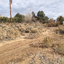 Battle Born Tree Service Image