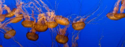 Big Fish Payroll Services Logo