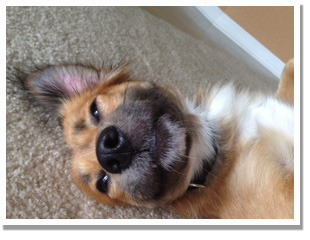 Natures Pet Loss Image