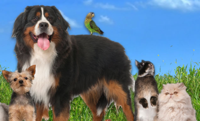 Natures Pet Loss Image