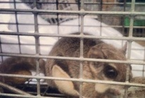 The Wildlife Pro's Image