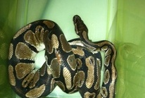 The Wildlife Pro's Image