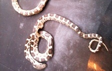 The Wildlife Pro's Image