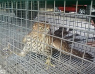 The Wildlife Pro's Image