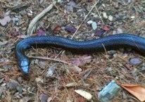 The Wildlife Pro's Logo