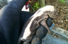 The Wildlife Pro's Image