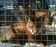 The Wildlife Pro's Image