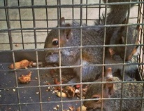 The Wildlife Pro's Image