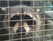 The Wildlife Pro's Image