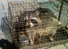 The Wildlife Pro's Image