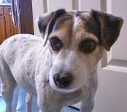 The Wildlife Pro's Image