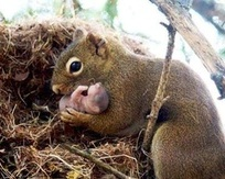 The Wildlife Pro's Image