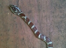 The Wildlife Pro's Image