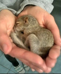 The Wildlife Pro's Image