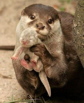 The Wildlife Pro's Image