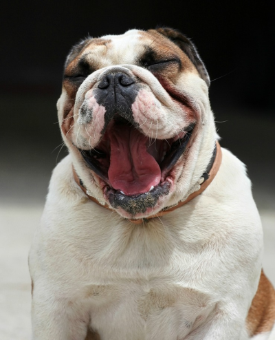 Mr. Can Imports USA Image