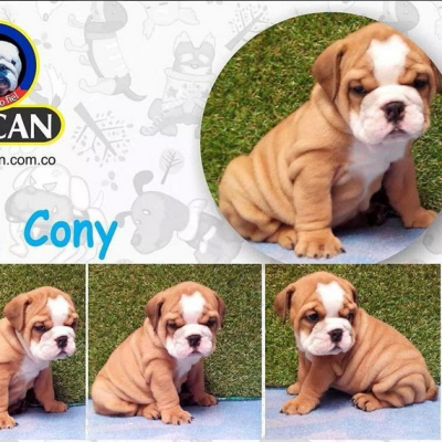 Mr. Can Imports USA Image