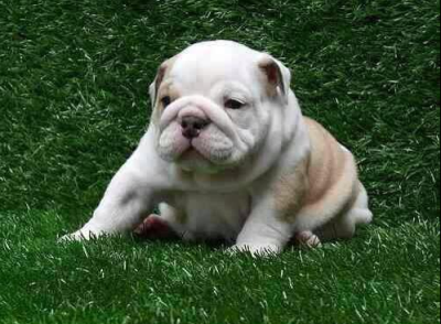 Mr. Can Imports USA Image