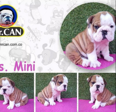 Mr. Can Imports USA Logo