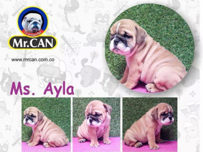 Mr. Can Imports USA Image