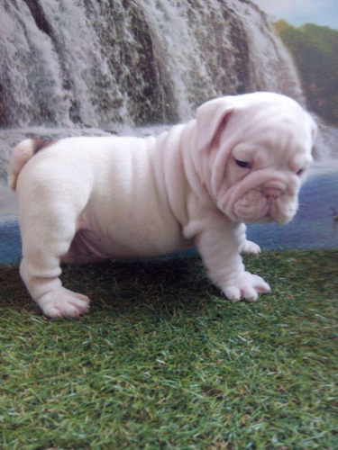 Mr. Can Imports USA Image