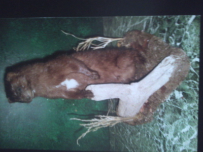 Brucker Taxidermy Image