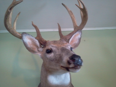 Brucker Taxidermy Image