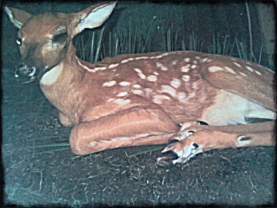 Brucker Taxidermy Image