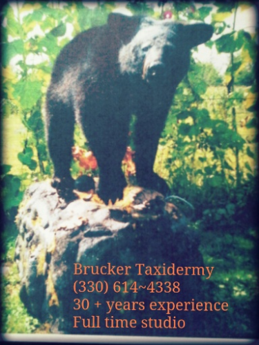 Brucker Taxidermy Image