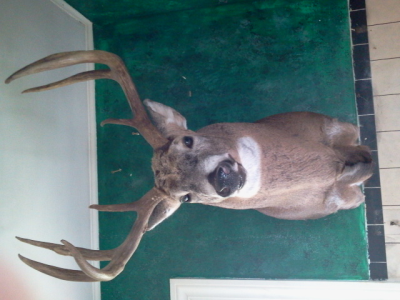 Brucker Taxidermy Image