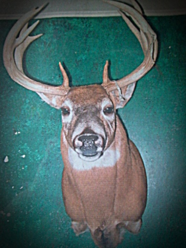Brucker Taxidermy Image