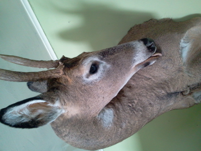 Brucker Taxidermy Image