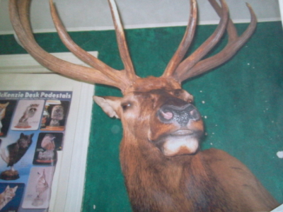Brucker Taxidermy Image
