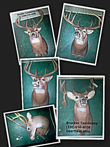 Brucker Taxidermy Image
