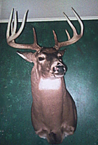 Brucker Taxidermy Image
