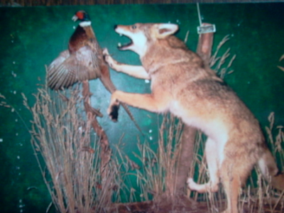 Brucker Taxidermy Image