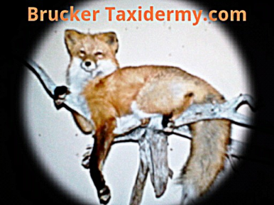 Brucker Taxidermy Logo