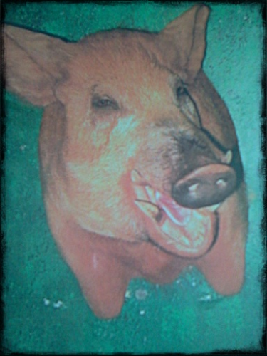 Brucker Taxidermy Image