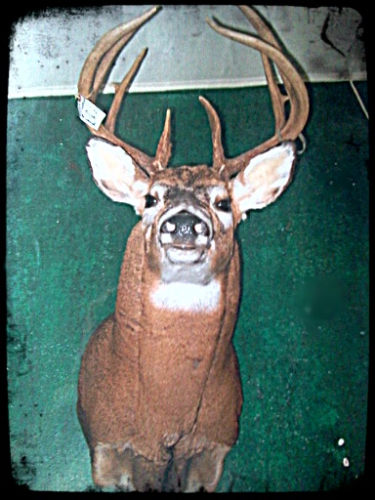Brucker Taxidermy Image