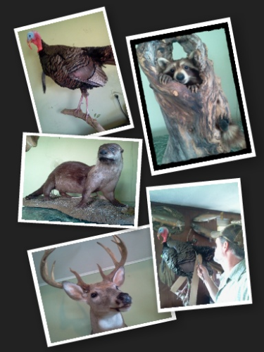 Brucker Taxidermy Image