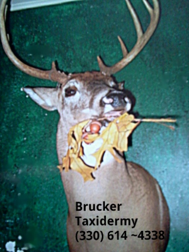 Brucker Taxidermy Image