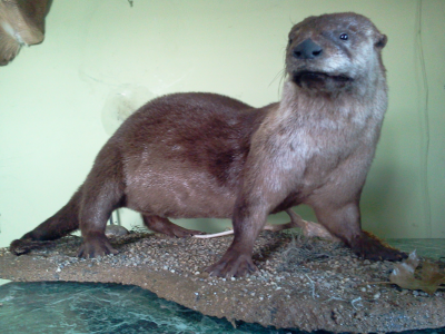 Brucker Taxidermy Image