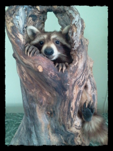 Brucker Taxidermy Image