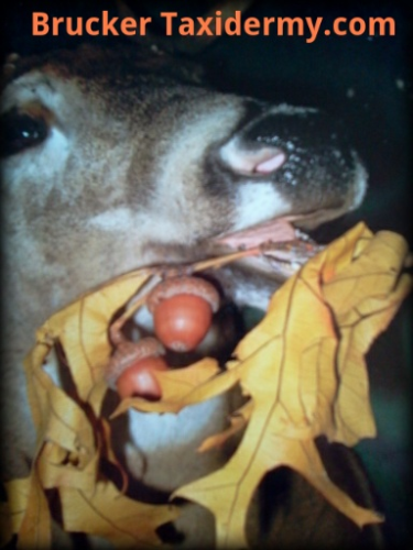 Brucker Taxidermy Image