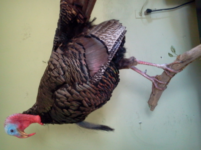 Brucker Taxidermy Image