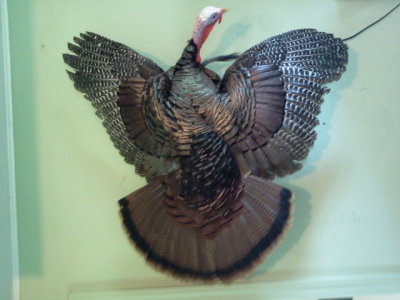 Brucker Taxidermy Image